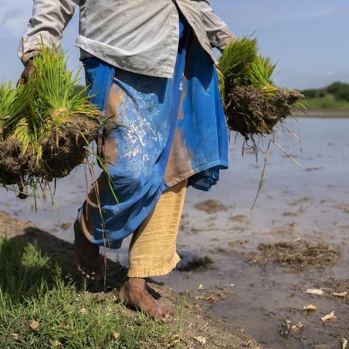 In dry, unreliable weather, Indian farmers restore arid land